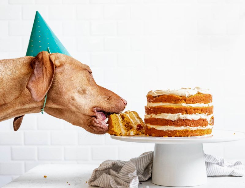dog eating cake