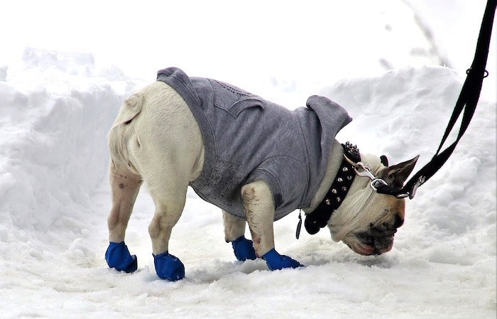 dog booties and coat