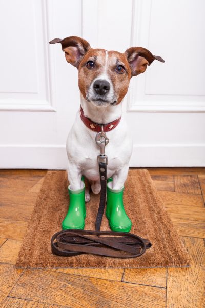 dog boots for rain