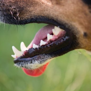 dog chattering teeth