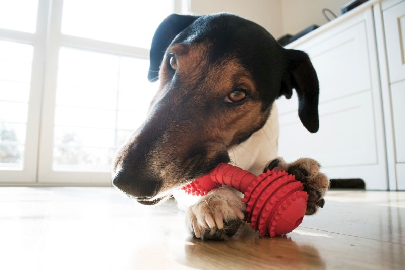potential hazards of dog toys