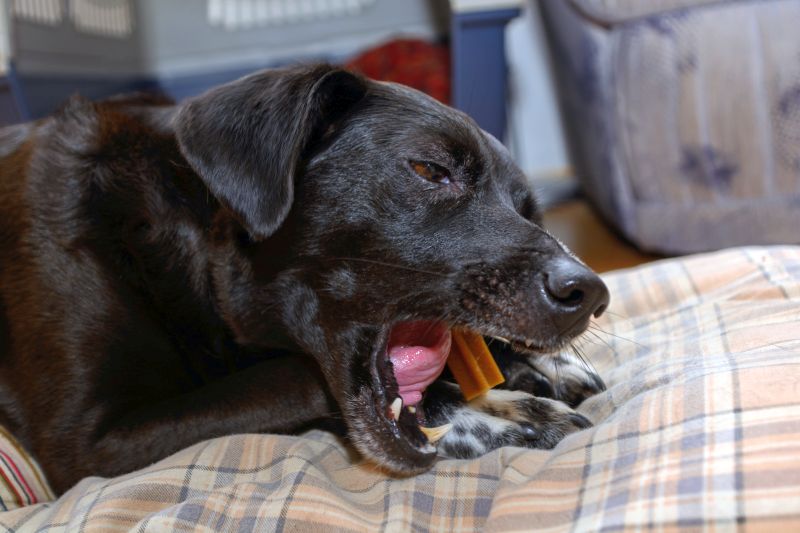 risks of dental chews for dogs