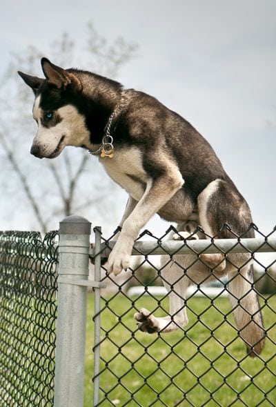 some dogs climb fences