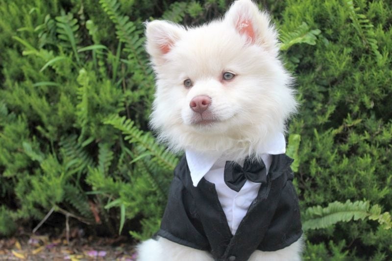 Dog Collar for Wedding
