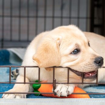 dog crate training games