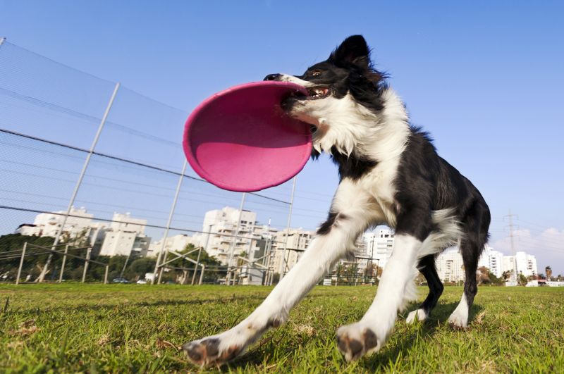 indestructible disc toys for dogs