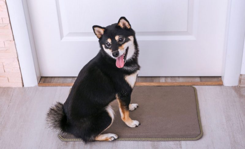 dog training mat