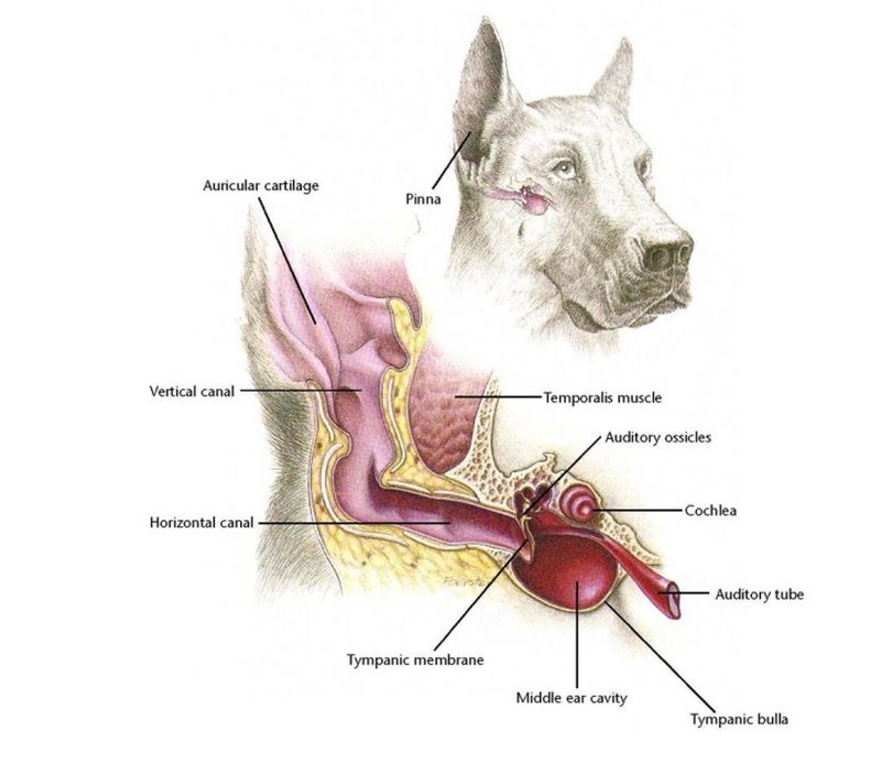 Dog ear antomy