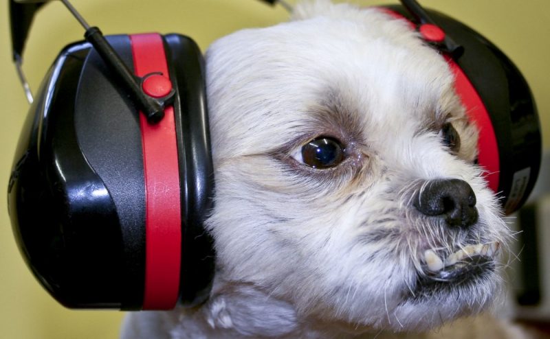 Dog ear protection