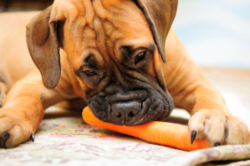 dogs love carrots