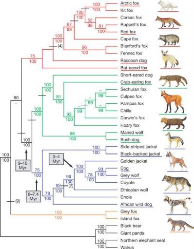 dog family tree 1