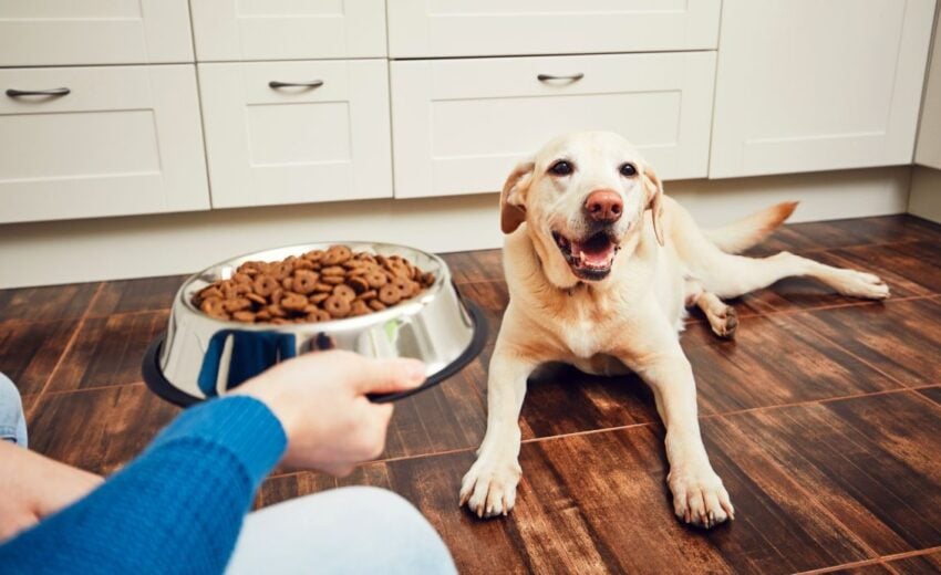 dog feeding schedule