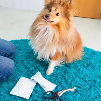 first-aid kit for pets