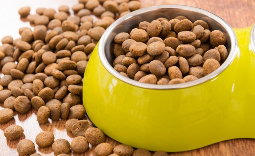 dog food with probiotics