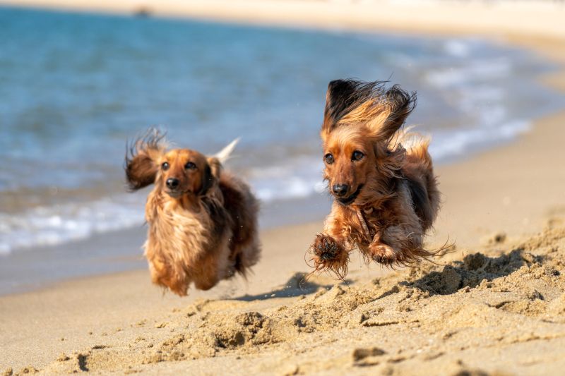 Florida's dog friendly beaches