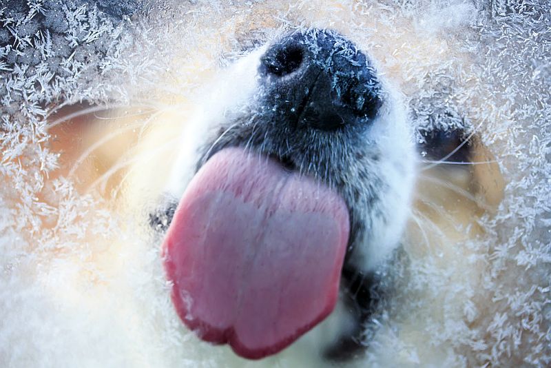 DIY dog frozen treats