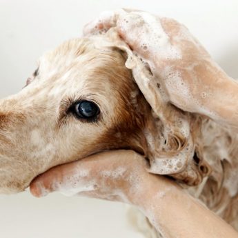 Oatmeal baths for dogs