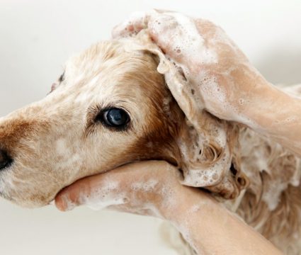 Oatmeal baths for dogs