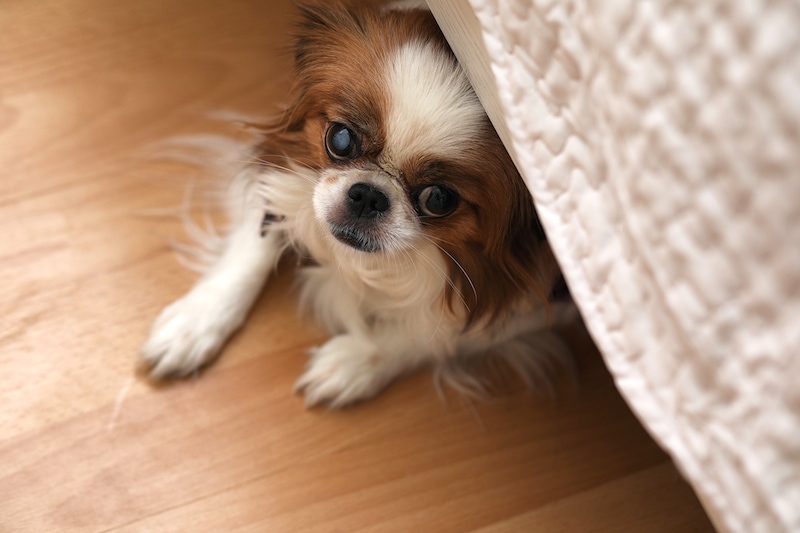 dog hiding under bed