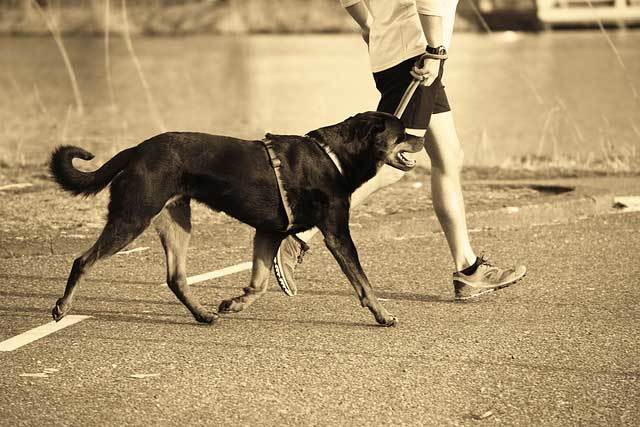 dog-jogging-with-owner