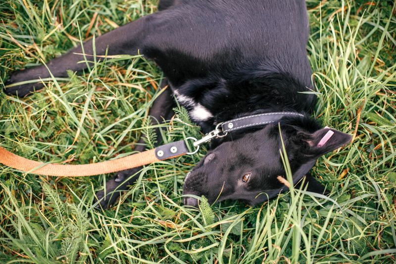 dog urine kills grass