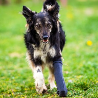 knee braces for dogs