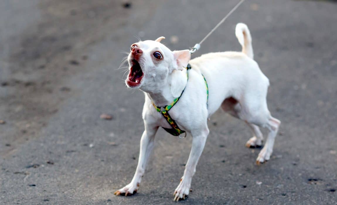 dog leash aggression