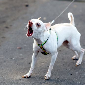 dog leash aggression