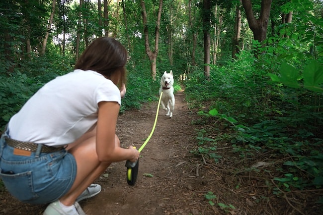 dog long leash