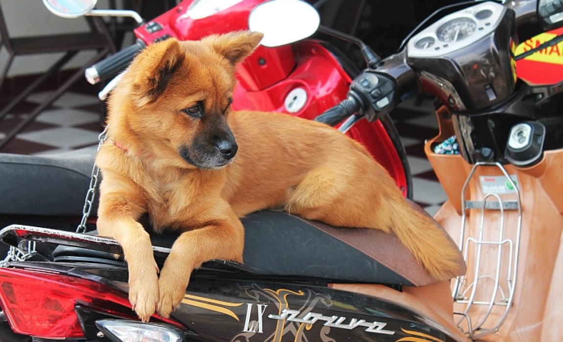 dog on motorcycle