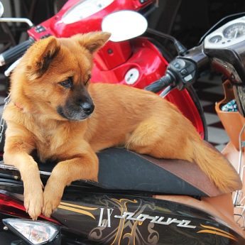 dog on motorcycle