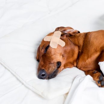 Is Neosporin safe for dogs