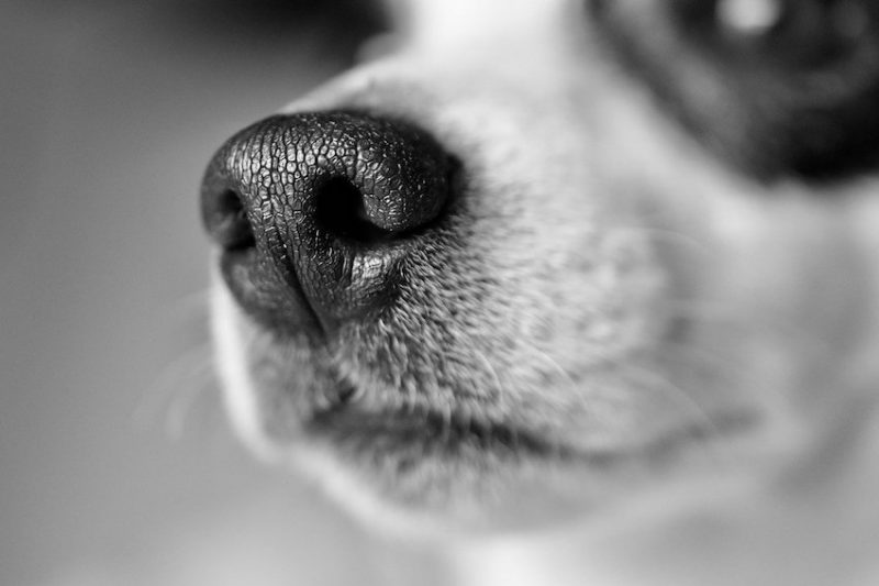 dog nose