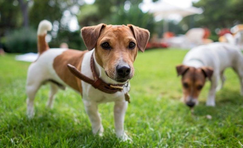 Best Dog Parks in NYC