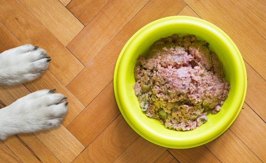 Dog paws and wet dog food in bowl