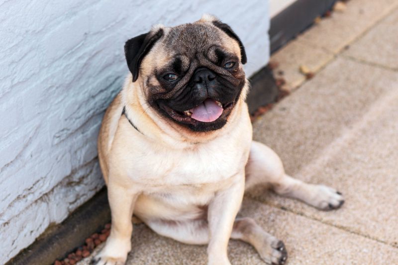 overhead dog photos are cute