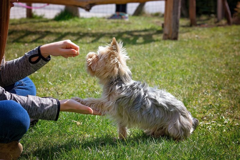 photos of dogs training