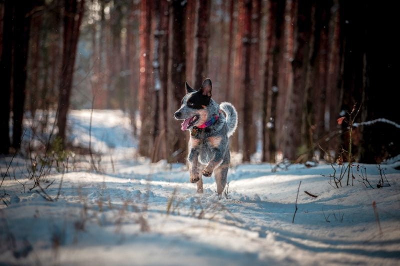 photos of dogs in nature