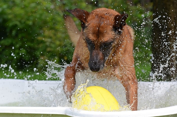 dog-pool 