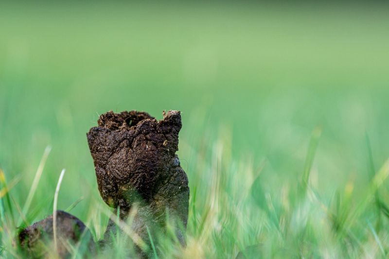 what is in your dog's poop