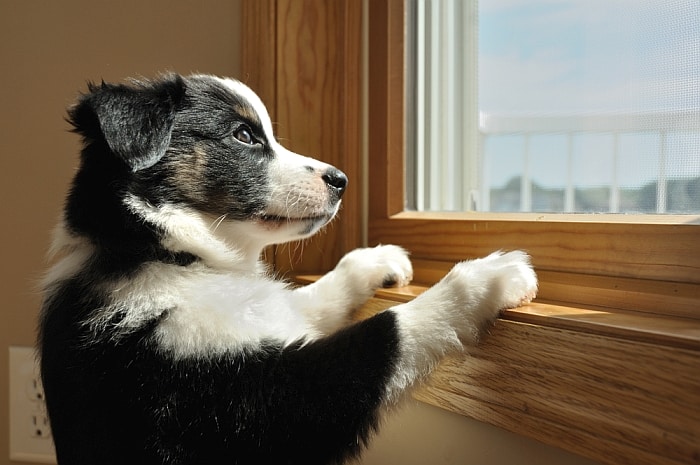dog-proof-window-blinds