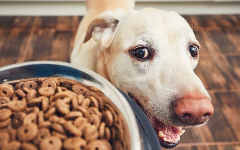 Dog receiving dog food