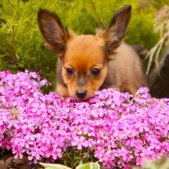Plants that Repel Dogs