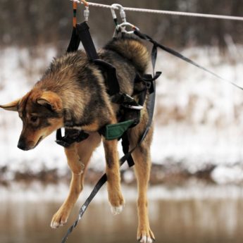 dog-rescue-harness