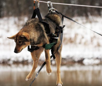 dog-rescue-harness