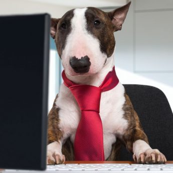 make resume for your dog