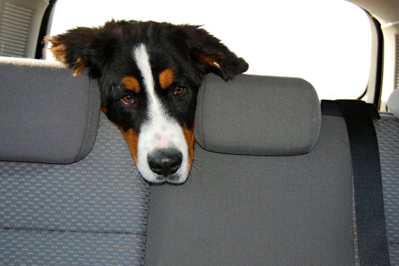 where dog rides in car
