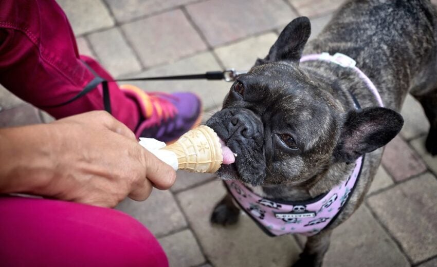 Ice cream recipes for dogs
