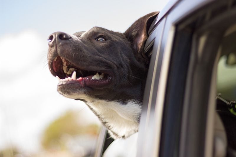 dog safety in car