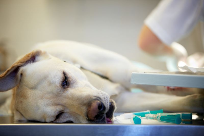 treating seizures in dogs